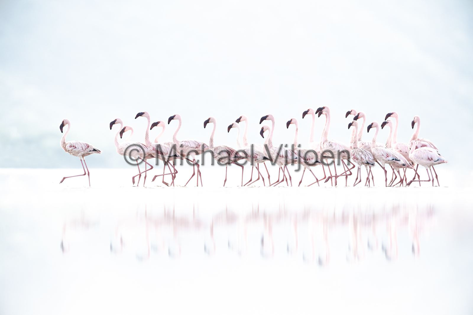 Bird Photography